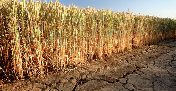 Ein Feld mit sehr trockenem Boden. Das Foto ist von AdobeStock/vom.