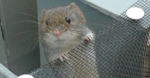 Rötelmaus lernt einen Ausweg (Foto V. Mazza)