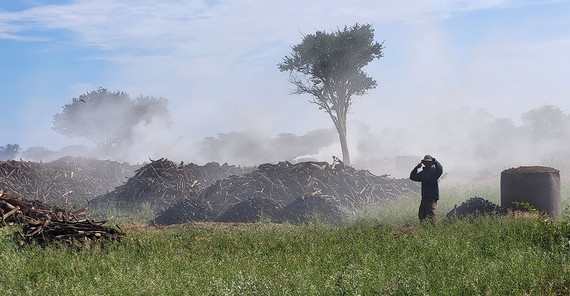 Zur Bekämpfung zunehmender Dominanz holziger Pflanzen wird seit einiger Zeit Holzkohle produziert. Zur Bekämpfung der zunehmenden Dominanz holziger Pflanzen wird in Namibias Savannen seit einiger Zeit Holzkohle produziert. Dabei werden selektiv invasive Baumarten entfernt, um die Produktivität der Weideflächen zu verbessern.