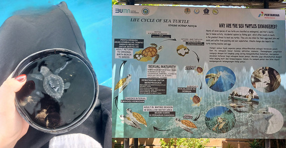 Eine Collage von Zwei Bildern. Das linke zeigt eine frisch geschlüpfte Wasserschildkröte in einer Schale Wasser kurz vor der Auswilderung im Meer. Das zweite zeigt eine Informationstafel, die den Lebenskreislauf einer Schildkröte beschreibt.