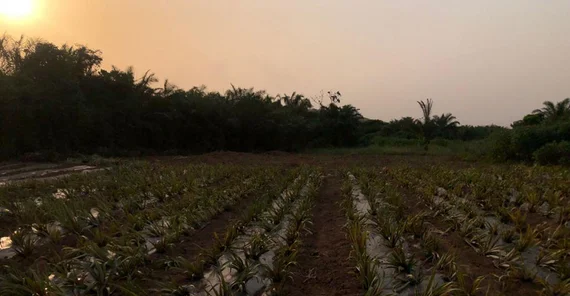 Pineapple Farm: Der Ausblick über einen Teil der Ananasplantage und die wunderschöne Natur in der Abendsonne