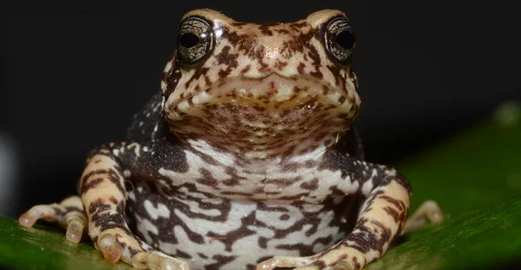 Foto einer Kröte
