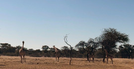 Giraffen in der Savanne