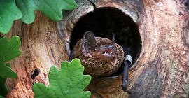 Fledermaus in einem Baumloch