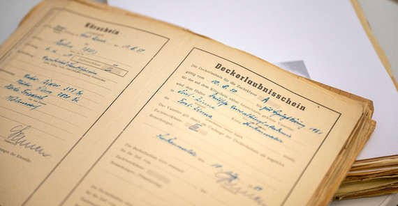 „Kör- und Deckerlaubnisschein“ für Bolus, den Zuchteber in Griebnitzsee.