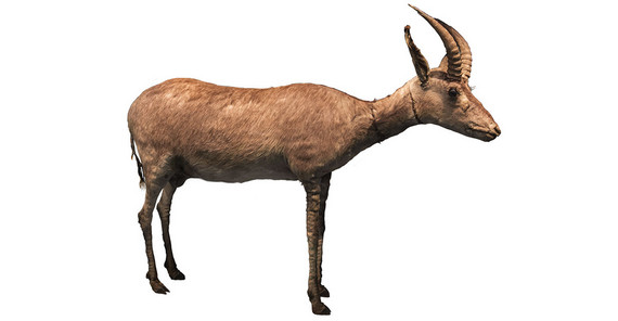 Das Exemplar, aus dem das Kerngenom des Blaubocks mit hoher Abdeckung extrahiert wurde. Das Exemplar, aus dem das Kerngenom des Blaubocks mit hoher Abdeckung extrahiert wurde: ein junges Männchen aus dem Schwedischen Museum für Naturgeschichte.