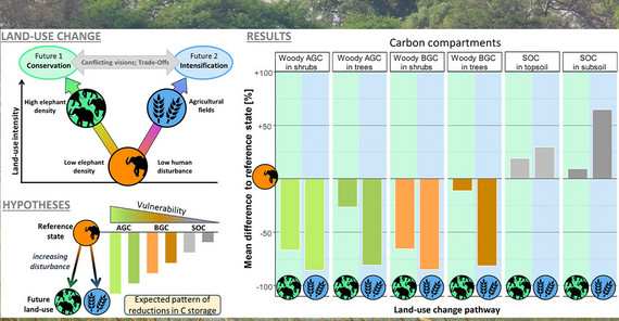 Graphische Darstellung der Kohlenstoffdynamik und des Speicherpotentials in der Savanne