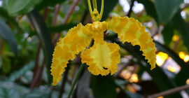 Orchideen Psychopsis papilio. | Foto: Botanischer Garten