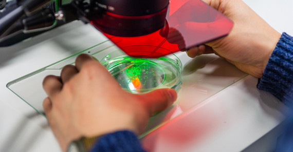 Zebrafish embryos under the microscope | Photo: Kevin Ryl