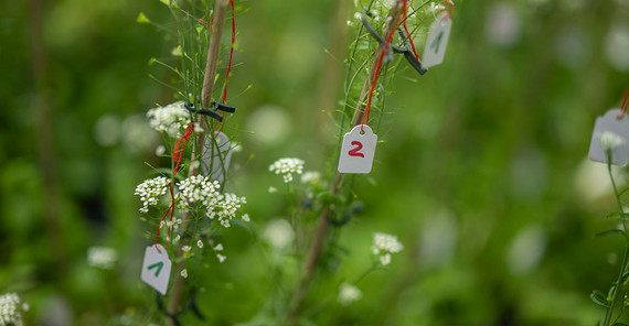 Capsella grandiflora, also known as shepherd's purse. Close-up of test plants. They each bear small labels with handwritten numbers and are attached to the plants with red threads.