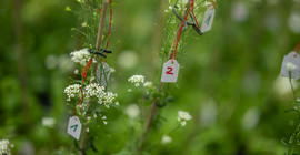 Capsella grandiflora, also known as shepherd's purse. Close-up of test plants. They each bear small labels with handwritten numbers and are attached to the plants with red threads.