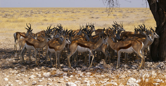 African antelopes seeking for shady places during phases of extreme heat African antelopes seeking for shady places during phases of extreme heat