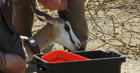 Springbock wird mit einem Senderhalsband ausgestattet. Springbock wird mit einem Senderhalsband ausgestattet.