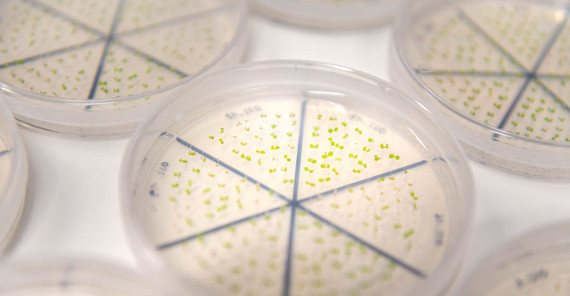 Thale cress seedlings, Arabidopsis thaliana. | Photo: Thomas Roese