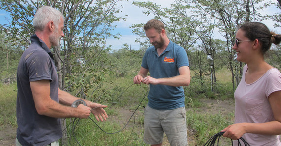 Vorbereitungen zum Verlegen der Messkabel in unterirdische Kanäle. V.l.n.r.: Niels Blaum, Tim Herkenrath und Helena Wiskott. | Foto: Dr. Katja Geissler Vorbereitungen zum Verlegen der Messkabel in unterirdische Kanäle. Die Kanäle verbinden die 24 Mopane-Bäume und schützen die Kabel vor Beschädigungen durch Fraß von Nagetieren und extremer Sonneneinstrahlung. V.l.n.r.: Niels Blaum, Tim Herkenrath und Helena Wiskott. | Foto: Dr. Katja Geissler