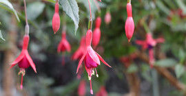 Neugezüchtete Fuchsiensorte von Petra Helfrich ist auf den Namen „Botanischer Garten Potsdam“ getauft | Foto: Kerstin Kläring