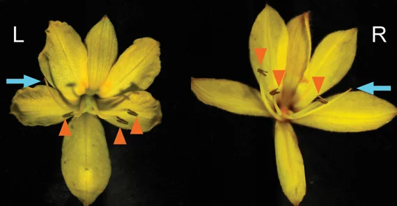 Links- und rechtsgrifflige Blüten von Wachendorfia paniculata. Die blauen Pfeile zeigen die Griffel, die orangenen Pfeilköpfe die Staubbeutel. Zwei der drei Staubbeutel sind jeweils auf die andere Seite als der Griffel gebogen. | Bildrechte: Michael Lenhard