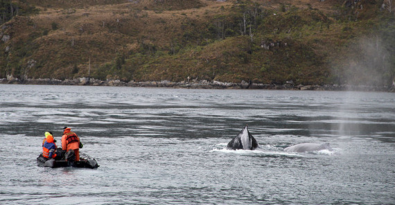 Humpback whales Researchers target the skin of humpback whales and Magellanic penguins.