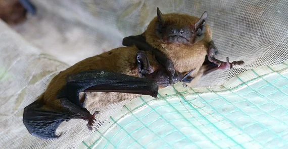 Fledermaus mit Sender