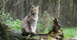 Wildkatze im Wald