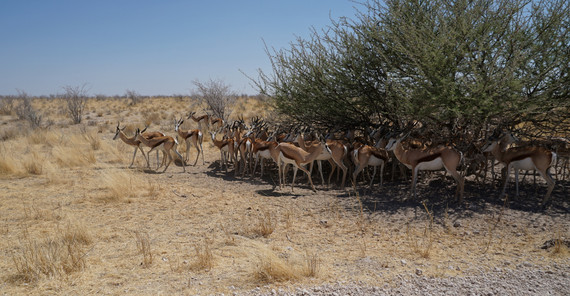 African antelopes seeking for shady places during phases of extreme heat African antelopes seeking for shady places during phases of extreme heat