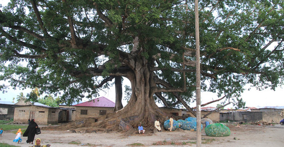 Der große Kapokbaum im Botanischen Garten Sansibars. In den Säcken darunter befindet sich Müll, der zuvor auf dem Gelände eingesammelt wurde. Foto: Uwe Scharf.