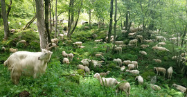 Fredericas Ziegen in San Antonio- Foto: Lewerenz