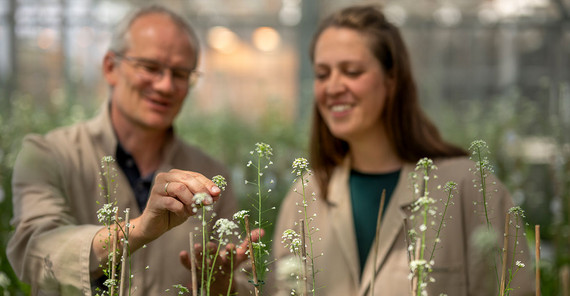 Two people can be seen blurred in the background of the picture. One of them is touching a plant (shepherd's purse), which is blooming in front of them in the foreground.