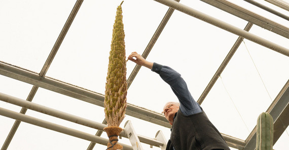 Bestäubung der Blüte des Stachellosen Rauschopf im Botanischen Garten der Universität Potsdam. Das Foto hat Kevin Ryl aufgenommen.