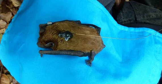 Fledermaus mit Sender