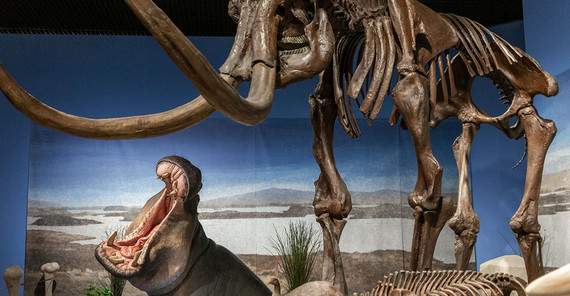Szene in einem naturwissenschaftlichen Museum mit einem Flusspferd und einen Mammutskelett