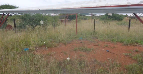 Versuchsgelände in Südafrika. Unter einem einfachen Dach im Freien erkennt man eine kahle Stelle in der Vegetation am Boden.