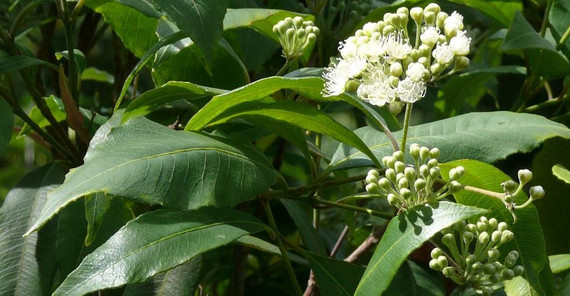 Zitruspflanze (Michael Burkart) Zitruspflanze (Michael Burkart)