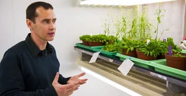 Dr. Tsanko Gechev, wissenschaftlicher Manager von CropStrengthen, im Gewächshaus. Foto: Thomas Hölzel.