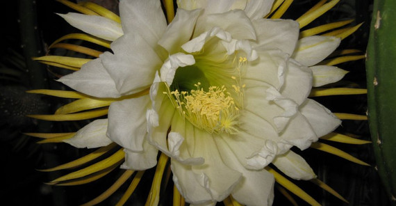 Königin der Nacht (Botanischer Garten) Königin der Nacht (Botanischer Garten)