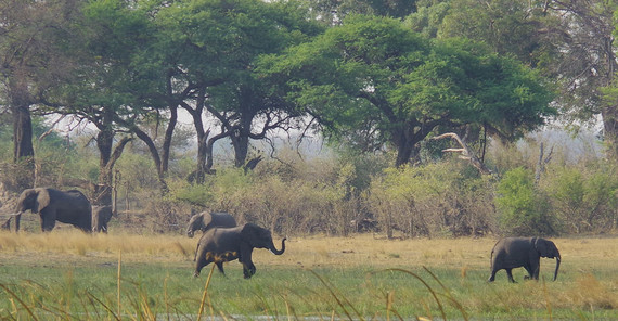 Afrikanische Elefanten in der Savanne