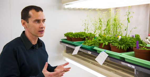 Dr. Tsanko Gechev vom Lehrstuhl Molekularbiologie arbeitet im EU-geförderten Projekt „CropStrengthen“ mit. (Foto: Thomas Hölzel)