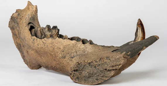 Linkes Unterkieferfragment eines weiblichen Flusspferdes aus Rheinland-Pfalz.