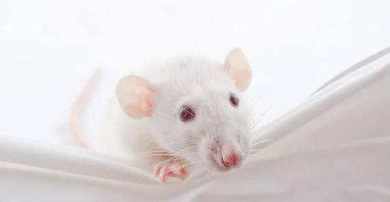 Labormaus. Foto: Fotolia/Kirill Kurashov.